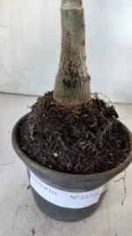 ENXERTO 11774 – 20cm (cor LM 985) - Imagem 4