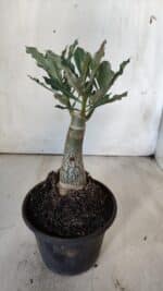 ENXERTO 11774 – 20cm (cor LM 985) - Imagem 3