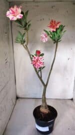 ENXERTO 11775 – 35cm (cor LM 694) - Imagem 2