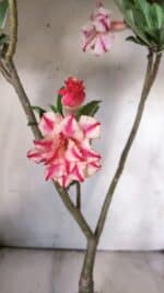 ENXERTO 11775 – 35cm (cor LM 694) - Imagem 8