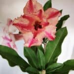 ENXERTO 11775 – 35cm (cor LM 694)