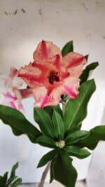 ENXERTO 11775 – 35cm (cor LM 694)