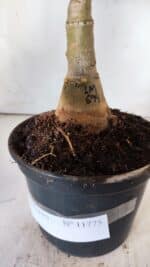 ENXERTO 11775 – 35cm (cor LM 694) - Imagem 6