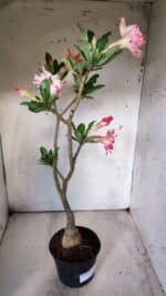 ENXERTO 11775 – 35cm (cor LM 694) - Imagem 5