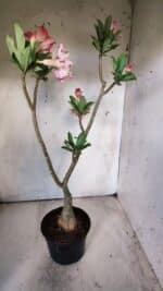 ENXERTO 11775 – 35cm (cor LM 694) - Imagem 4