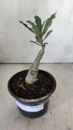 ENXERTO 11776 – 20cm (cor LM 991) - Imagem 2