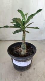 ENXERTO 11777 – 20cm (cor LM 725) - Imagem 2