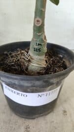 ENXERTO 11777 – 20cm (cor LM 725) - Imagem 4