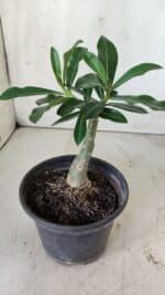 ENXERTO 11777 – 20cm (cor LM 725) - Imagem 3