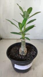 ENXERTO 11778 – 20cm (cor LM 728) - Imagem 2