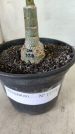 ENXERTO 11778 – 20cm (cor LM 728) - Imagem 4