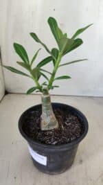 ENXERTO 11778 – 20cm (cor LM 728) - Imagem 3