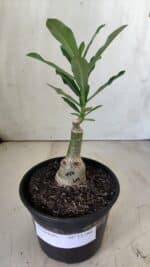 ENXERTO 11780 – 20cm (cor LM 997) - Imagem 2