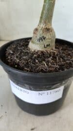 ENXERTO 11780 – 20cm (cor LM 997) - Imagem 4