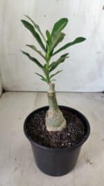 ENXERTO 11780 – 20cm (cor LM 997) - Imagem 3