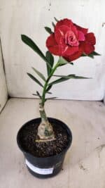 ENXERTO 11781 – 22cm (cor LM 913) - Imagem 2