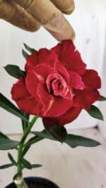 ENXERTO 11781 – 22cm (cor LM 913)