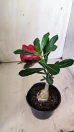 ENXERTO 11781 – 22cm (cor LM 913) - Imagem 4