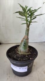 ENXERTO 11782 – 20cm (cor LM 926) - Imagem 2