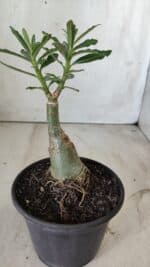 ENXERTO 11782 – 20cm (cor LM 926) - Imagem 3