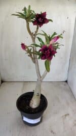 ENXERTO 11783 – 30cm (cor LM 755) - Imagem 2