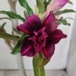 ENXERTO 11783 – 30cm (cor LM 755)