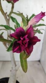 ENXERTO 11783 – 30cm (cor LM 755)