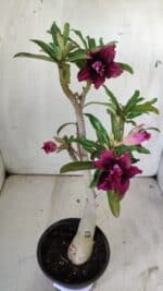 ENXERTO 11783 – 30cm (cor LM 755) - Imagem 5