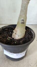 ENXERTO 11783 – 30cm (cor LM 755) - Imagem 8