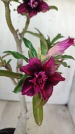 ENXERTO 11783 – 30cm (cor LM 755) - Imagem 4