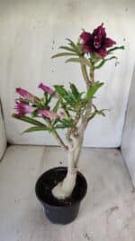 ENXERTO 11783 – 30cm (cor LM 755) - Imagem 7