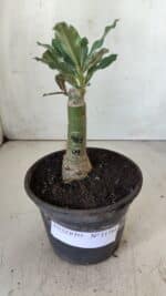 ENXERTO 11784 – 20cm (cor LM 985) - Imagem 2