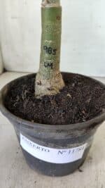 ENXERTO 11784 – 20cm (cor LM 985) - Imagem 5