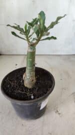 ENXERTO 11784 – 20cm (cor LM 985) - Imagem 4