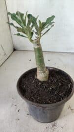 ENXERTO 11784 – 20cm (cor LM 985) - Imagem 3