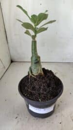 ENXERTO 11785 – 20cm (cor LM 1003) - Imagem 2