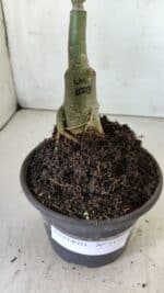 ENXERTO 11785 – 20cm (cor LM 1003) - Imagem 4