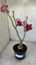 ENXERTO 11786 – 30cm (cor LM 434) - Imagem 2