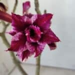 ENXERTO 11786 – 30cm (cor LM 434)