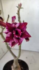 ENXERTO 11786 – 30cm (cor LM 434)