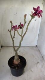 ENXERTO 11786 – 30cm (cor LM 434) - Imagem 4