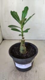 ENXERTO 11787 – 20cm (cor LM 728) - Imagem 2