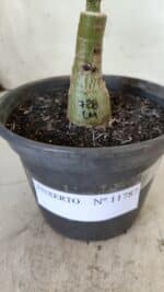 ENXERTO 11787 – 20cm (cor LM 728) - Imagem 4