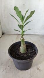 ENXERTO 11787 – 20cm (cor LM 728) - Imagem 3