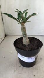 ENXERTO 11788 – 20cm (cor LM 725) - Imagem 2