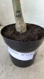 ENXERTO 11788 – 20cm (cor LM 725) - Imagem 4