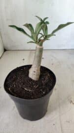 ENXERTO 11788 – 20cm (cor LM 725) - Imagem 3