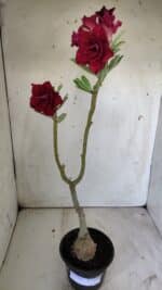 ENXERTO 11789 – 30cm (cor LM 526) - Imagem 2