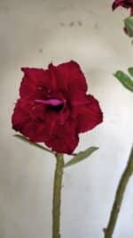 ENXERTO 11789 – 30cm (cor LM 526) - Imagem 5