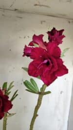 ENXERTO 11789 – 30cm (cor LM 526)